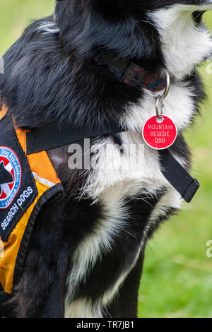 Nationale Suche und Rettung Hunde Verein Rettungshunde auf Übung im Norden Englands. Stockfoto