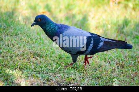 Bunte Speed Racing Pigeon vogel Wandern auf der grünen Wiese Stockfoto