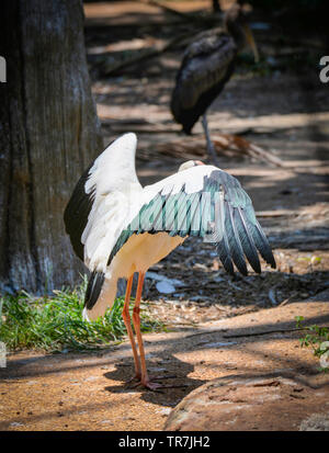 Milky Stork auf Bauernhof zoo im Wildlife Sanctuary/lackiert - störche Mycteria cinerea Stockfoto