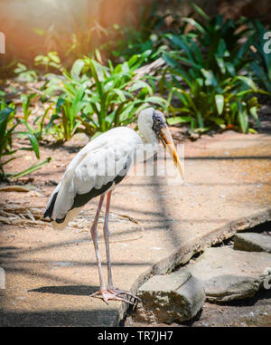 Milchig weiße Storch auf Bauernhof zoo im Wildlife Sanctuary/lackiert - störche Mycteria cinerea Stockfoto