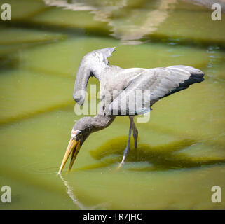 Grau milky Stork auf Bauernhof zoo im Wildlife Sanctuary/lackiert - störche Mycteria cinerea Stockfoto