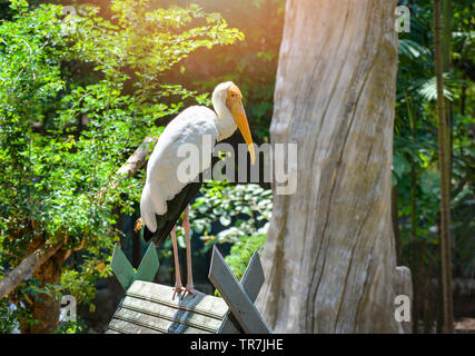 Milky Stork auf Bauernhof zoo im Wildlife Sanctuary/lackiert - störche Mycteria cinerea Stockfoto