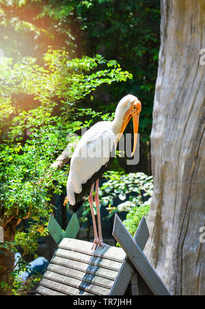 Milky Stork auf Bauernhof zoo im Wildlife Sanctuary/lackiert - störche Mycteria cinerea Stockfoto