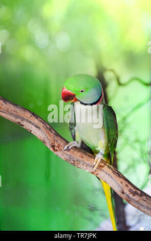 Green Parrot Haustier Vogel im Käfig/schöne Rose ring necked Alexandrine Parakeet Vogel Stockfoto