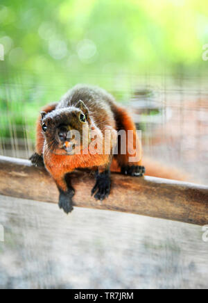 Ratte und Eichhörnchen braunes Fell in den Käfig in der Wildlife Sanctuary Warten auf Freigabe Wildnis Natur selektiven Fokus Stockfoto
