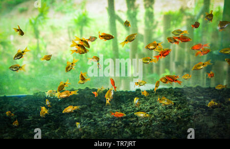 Tropischen bunten Fischen kleine Goldfische im Tank Süßwasser-Swimmingpool im Aquarium mit grünen Pflanzen Hintergrund Stockfoto
