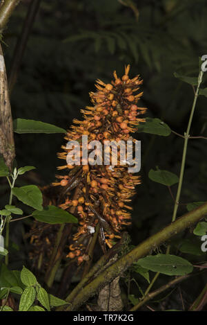 Subtropischen Regenwald mit bunte Blumen umfasst den westlichen Hängen der Anden auf 2200 Meter hohen Bellavista Lodge in Ecuador. Stockfoto