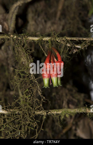 Subtropischen Regenwald mit bunte Blumen umfasst den westlichen Hängen der Anden auf 2200 Meter hohen Bellavista Lodge in Ecuador. Stockfoto