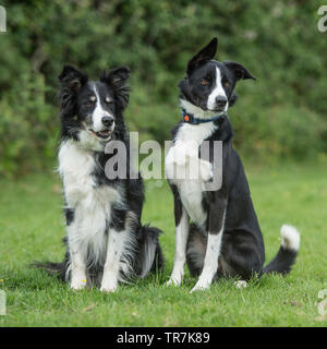 zwei Border collies Stockfoto