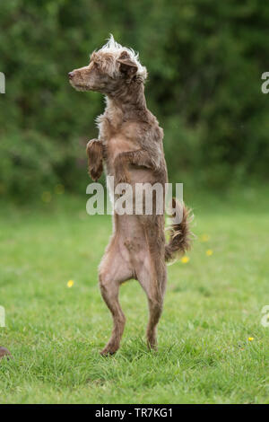 Yorkipoo Hund auf den Hinterbeinen Stockfoto