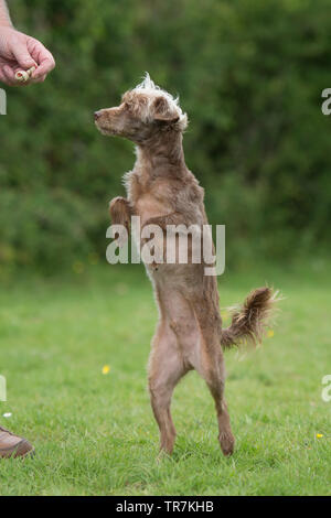 Yorkipoo Hund auf den Hinterbeinen Stockfoto