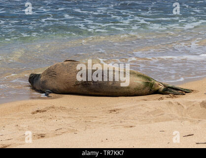 Die Hawaiian monk seal ist das am meisten bedrohten aller Meeressäuger Stockfoto