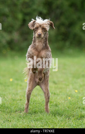 Yorkipoo Hund auf den Hinterbeinen Stockfoto