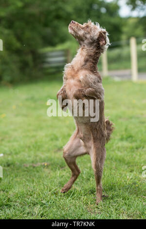 Yorkipoo Hund auf den Hinterbeinen Stockfoto