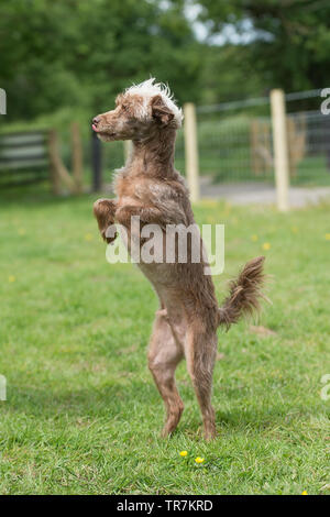 Yorkipoo Hund auf den Hinterbeinen Stockfoto