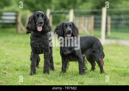 Zwei funktionierende Cocker Spaniel hunde Stockfoto