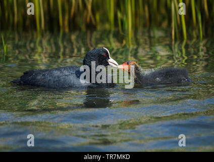 Blässhuhn, Fulica atra, nach Fütterung Küken, Lancashire, Großbritannien Stockfoto