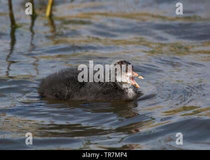 Junges Blässhuhn, Fulica atra, Aufruf, Lancashire, Großbritannien Stockfoto