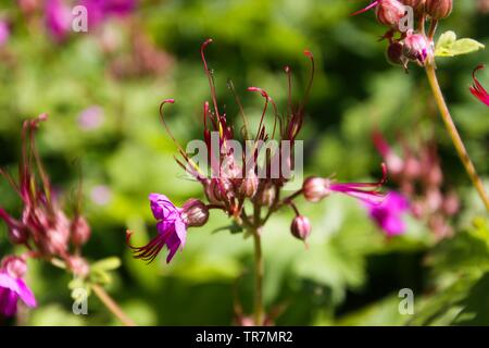 In der Nähe von Rosa (bigroot Geranium macrorrhizum) Blüten mit geschlossenen Knospen und Grüne verschwommenen Hintergrund in Garden Bed Stockfoto