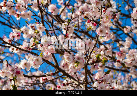 Auf Zweig der Apfelbaum im Frühling in der Nähe mit weißen Blume Stockfoto
