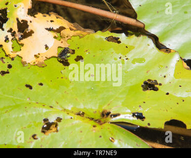Winziges baby Frosch sitzend auf Wachsartigen, Green Lotus pflanze Blatt auf einem Teich Oberfläche in Darwin, Australien Stockfoto