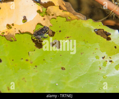 Winziges baby Frosch sitzend auf Wachsartigen, Green Lotus pflanze Blatt auf einem Teich Oberfläche in Darwin, Australien Stockfoto