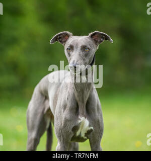 Whippet Stockfoto