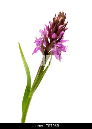 Anfang Sommer Blume spike der BRITISCHEN native Wildflower, Dactylorhiza Praetermissa, dem südlichen Marsh Orchidee auf weißem Hintergrund Stockfoto