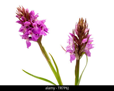 Anfang Sommer Blütenstände der BRITISCHEN native Wildflower, Dactylorhiza Praetermissa, dem südlichen Marsh Orchidee auf weißem Hintergrund Stockfoto