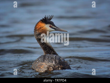 Haubentaucher, Podiceps cristatus, Schwimmen, Lancashire, Großbritannien Stockfoto