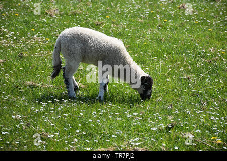 Wiese mit einem grasenden Beulah gefleckten Gesicht Lamm. Stockfoto