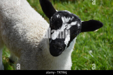 Kostbare Lamm mit einem süßen schwarz und weiß gefleckt. Stockfoto