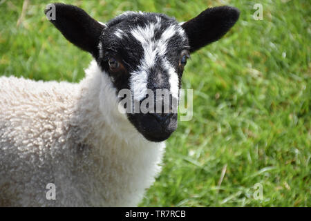 Adorable schwarze und weiße konfrontiert junge Lamm in England. Stockfoto