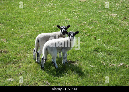 Paar Lämmer mit schwarz-weiß gefleckte Gesichter in einer Wiese. Stockfoto