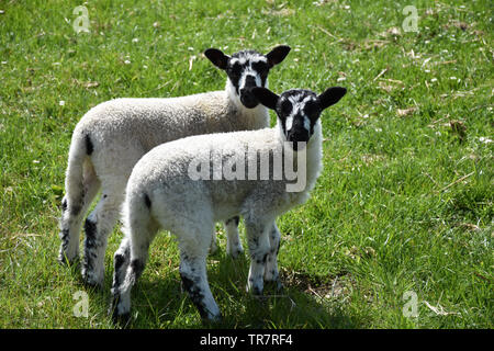 Nettes Paar junge Lämmer in eine Wiese mit blühenden Blumen. Stockfoto