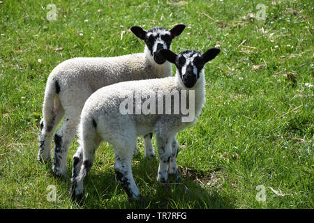 Nettes Paar/gefleckt Lämmer in einer Wiese. Stockfoto