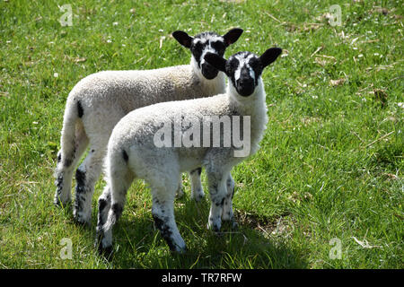 Bauernhof mit ein paar Beulah gefleckten Gesicht Lämmer in eine Rasenfläche. Stockfoto