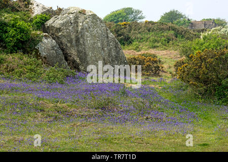 Ein Fußweg in der Nähe von Llyn Traffwll, Anglesey Stockfoto