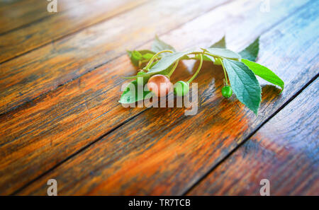 Die jamaikanische kirsche frucht und Blatt auf hölzernen Hintergrund/lokalen Obst in Asien andere Namen malaiische Cherry Calabura jam Baum Stockfoto