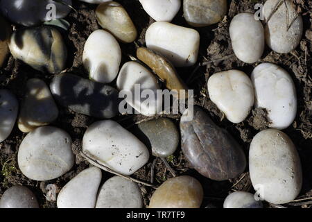 Gruppierung von verschiedenen Kieselsteine am Strand mit Schatten einer Anlage über zeigt Ihnen Details und Farben Stockfoto