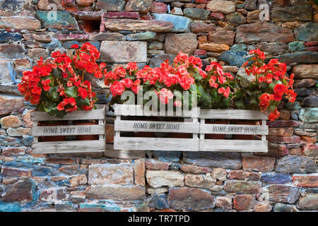 Holz- Blumen Kästen gegen eine alte Steinmauer - Home sweet home auf hölzernen Box geschrieben Stockfoto