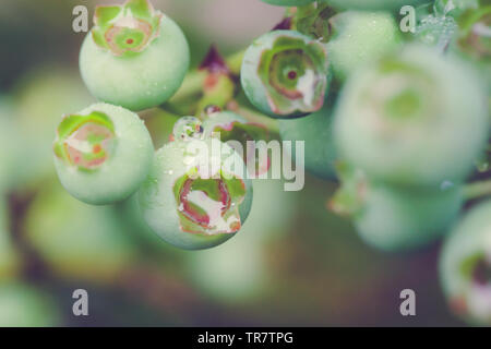 Eine Nahaufnahme der Unreife Blaubeeren auf eine amerikanische Sorte Pflanze Stockfoto