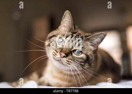 Cute tabby Katze mit blauen Augen in die Kamera schaut Stockfoto