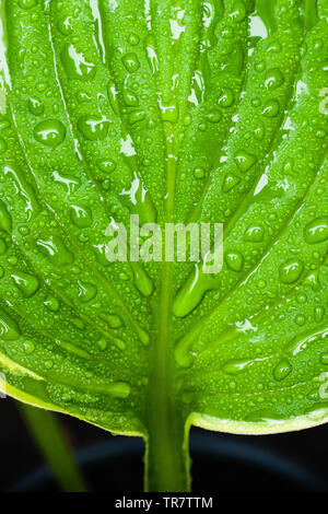 Eine Detailansicht von Wassertropfen auf einer Hosta Werk Blatt Stockfoto