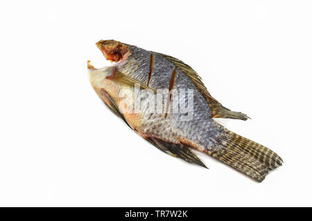 Getrocknete Fische tilapia auf weißem Hintergrund Stockfoto