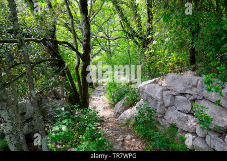 Mystischen Wald in der Nähe von auriolles in der Region Ardèche in Frankreich Stockfoto