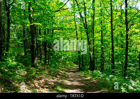 Wald in den Höhen von Jaujac in der Region Ardèche in Frankreich Stockfoto