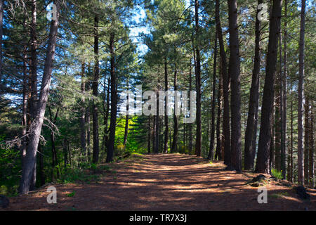 Wald in den Höhen von Jaujac in der Region Ardèche in Frankreich Stockfoto