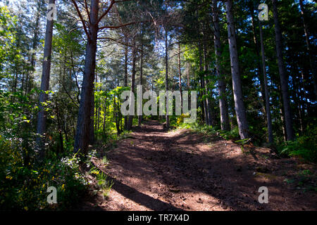 Wald in den Höhen von Jaujac in der Region Ardèche in Frankreich Stockfoto