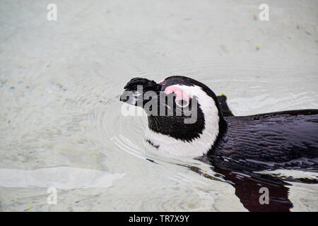 Das Foto von der Pinguin wurde in der Ozenarium in Lissabon (Portugal). Es ist eines der größten Aquarien in Europa. Stockfoto